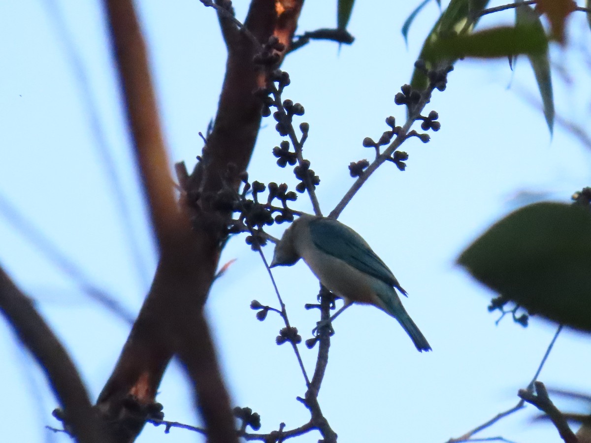 Blue-gray Tanager - ML611762175