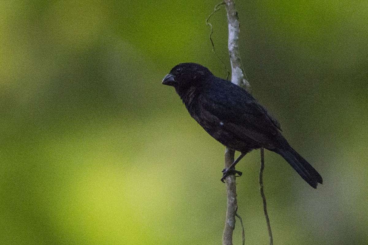 Variable Seedeater - ML611762179