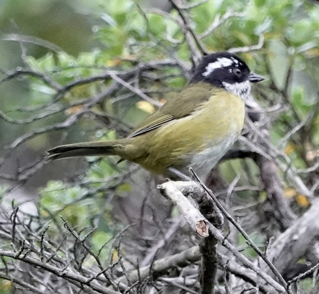 Sooty-capped Chlorospingus - ML611762301
