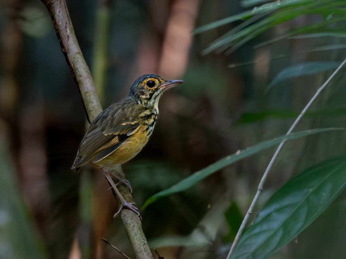 Spotted Antpitta - ML611762328