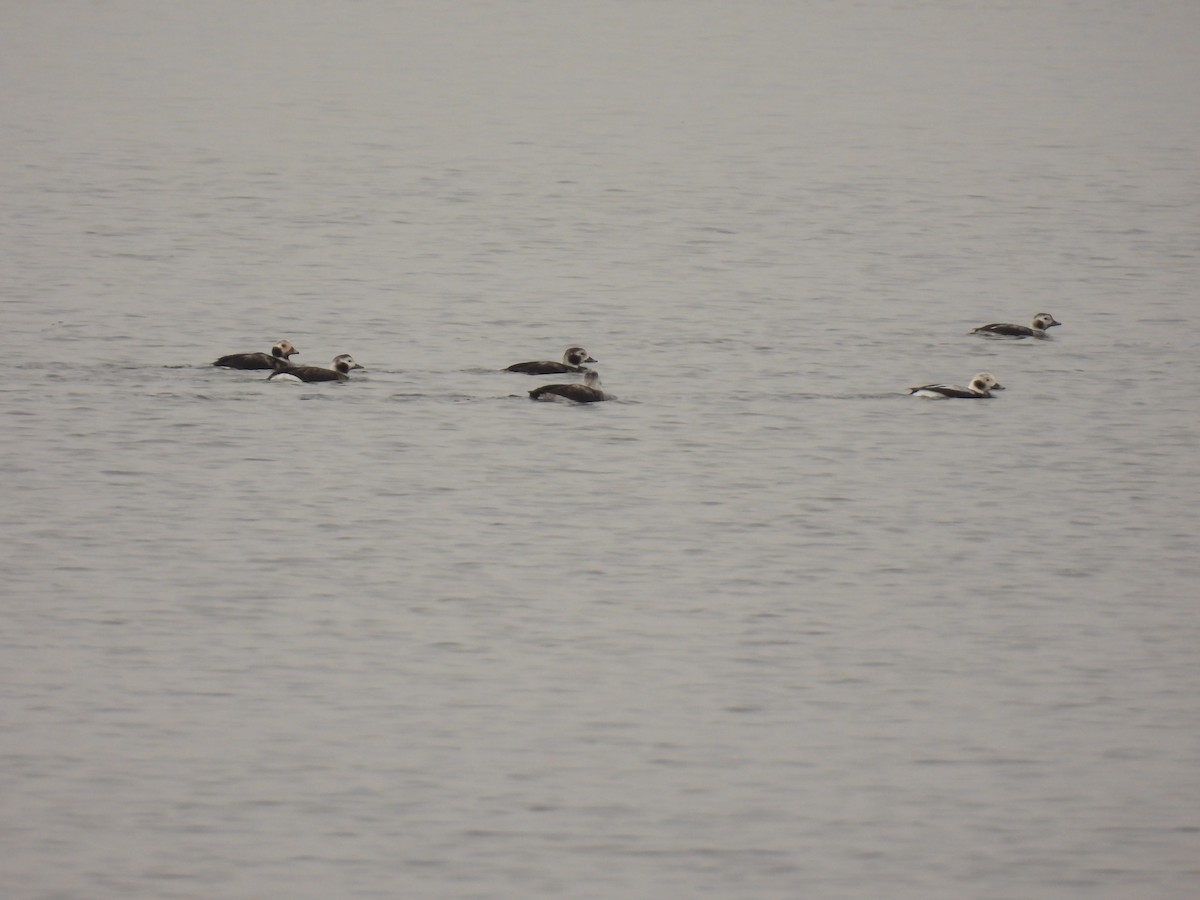 Long-tailed Duck - ML611762402