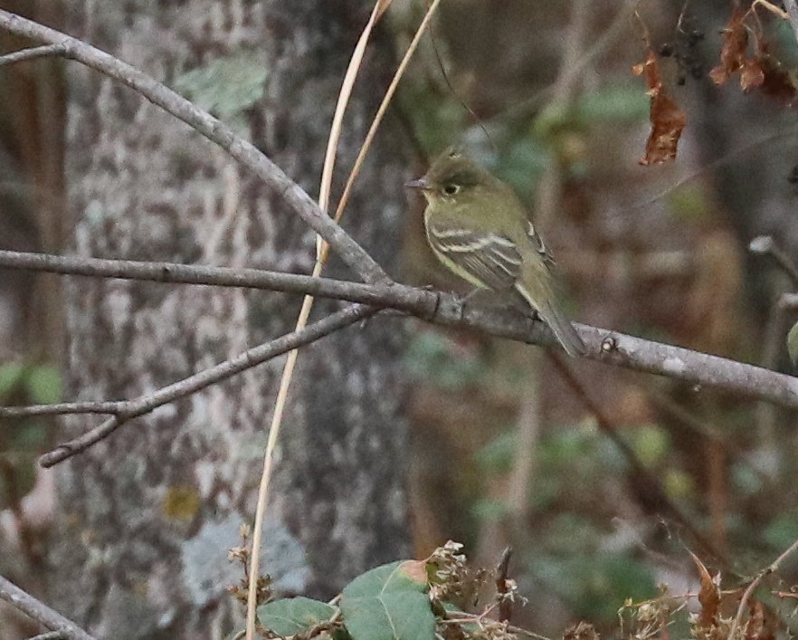 Western Flycatcher (Pacific-slope) - Drew Chaney