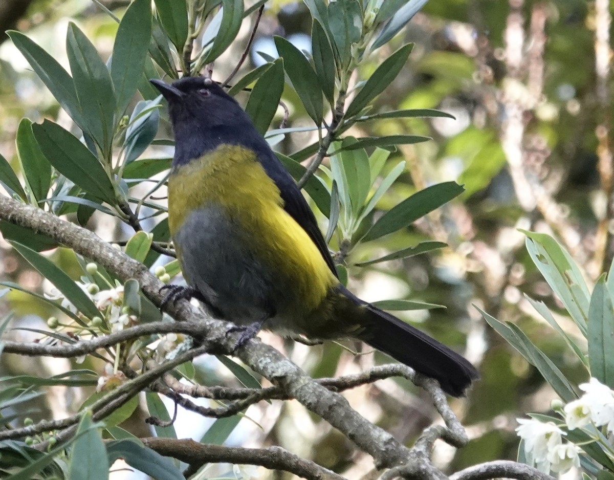 Black-and-yellow Silky-flycatcher - ML611762492