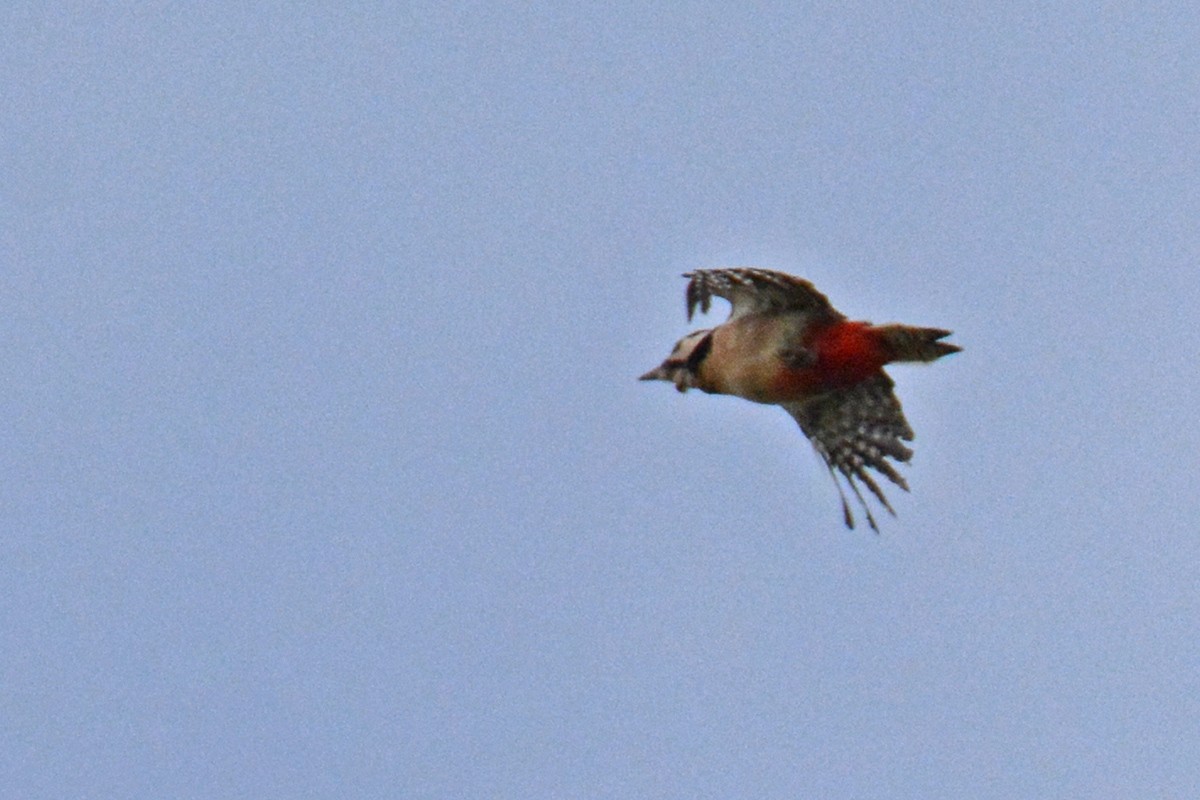 Great Spotted Woodpecker - ML611762524
