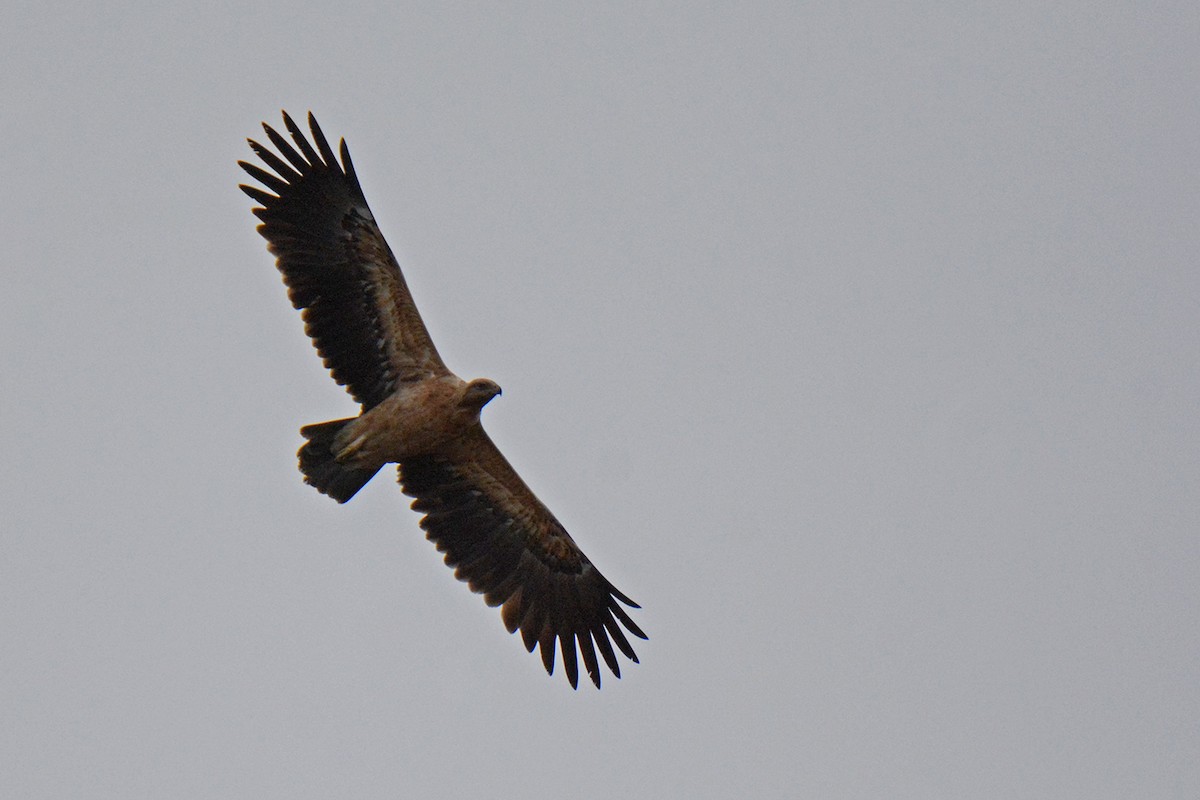 Greater Spotted Eagle - ML611762537