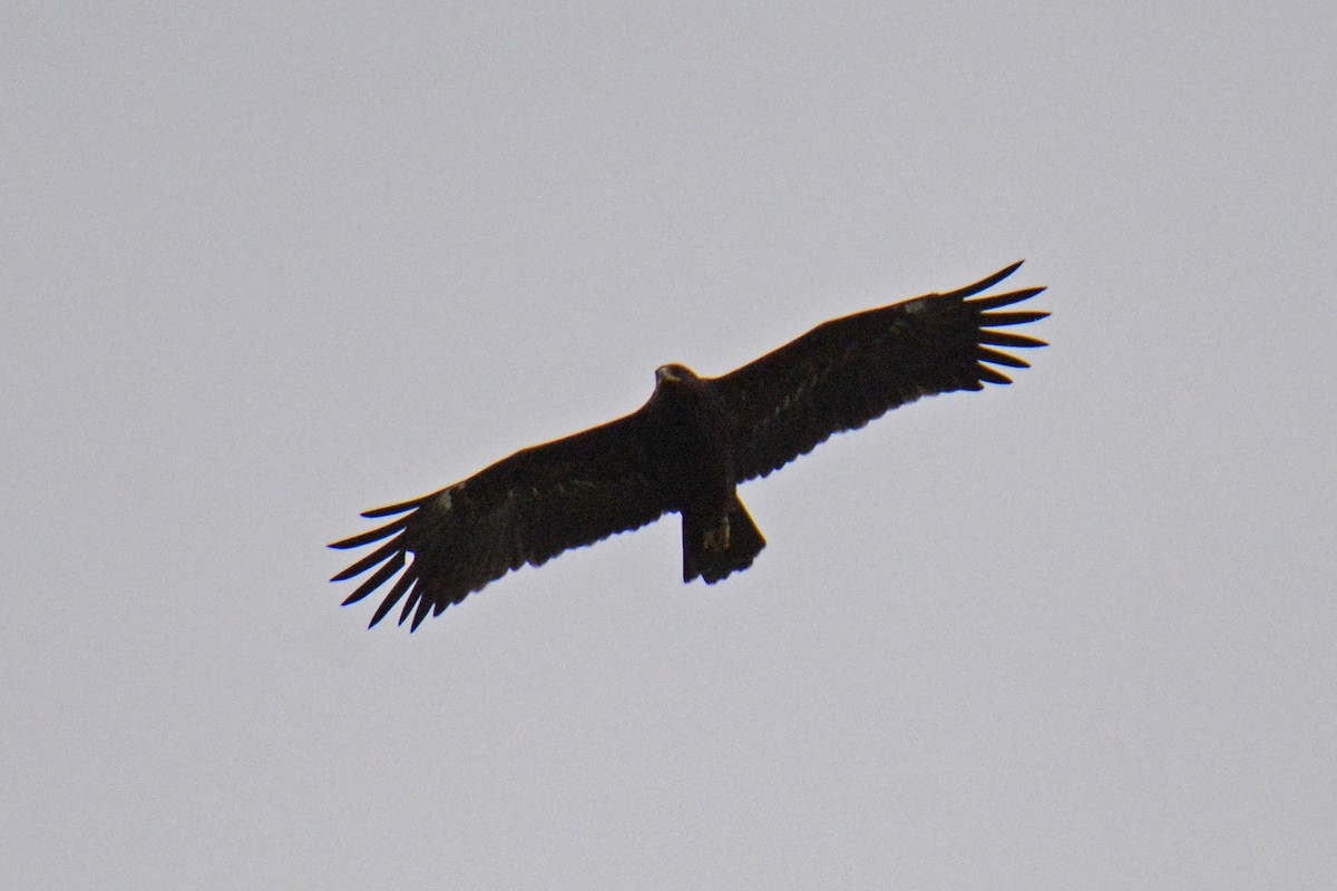 Greater Spotted Eagle - ML611762540