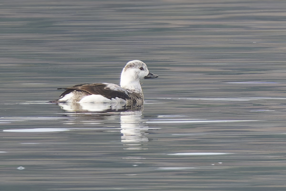 Long-tailed Duck - ML611762561