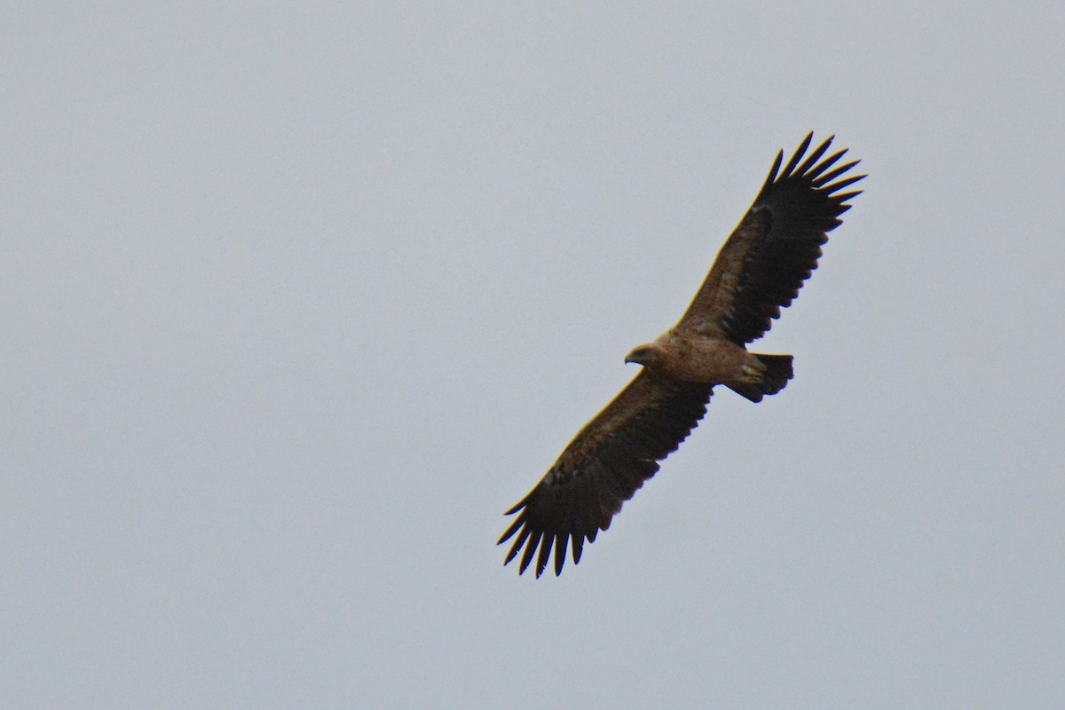Greater Spotted Eagle - ML611762569