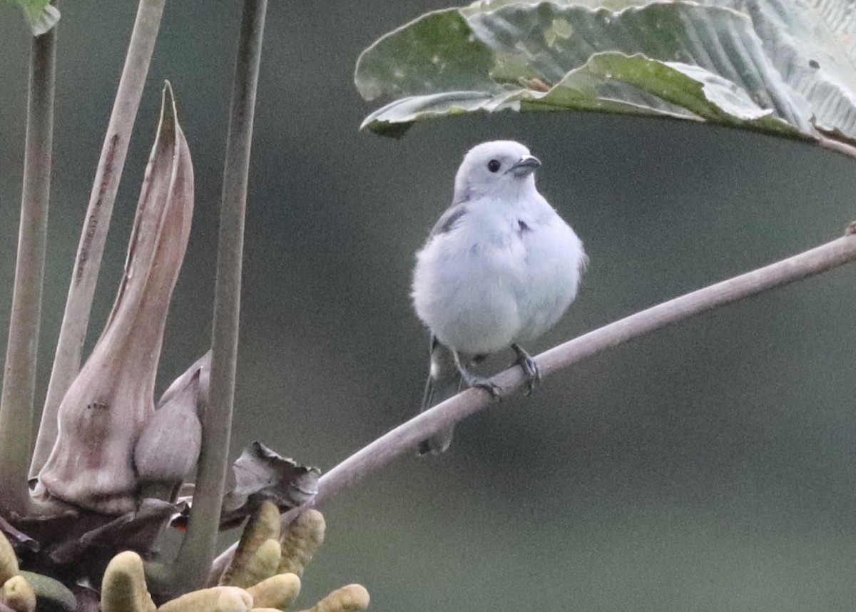 Blue-gray Tanager - ML611762644