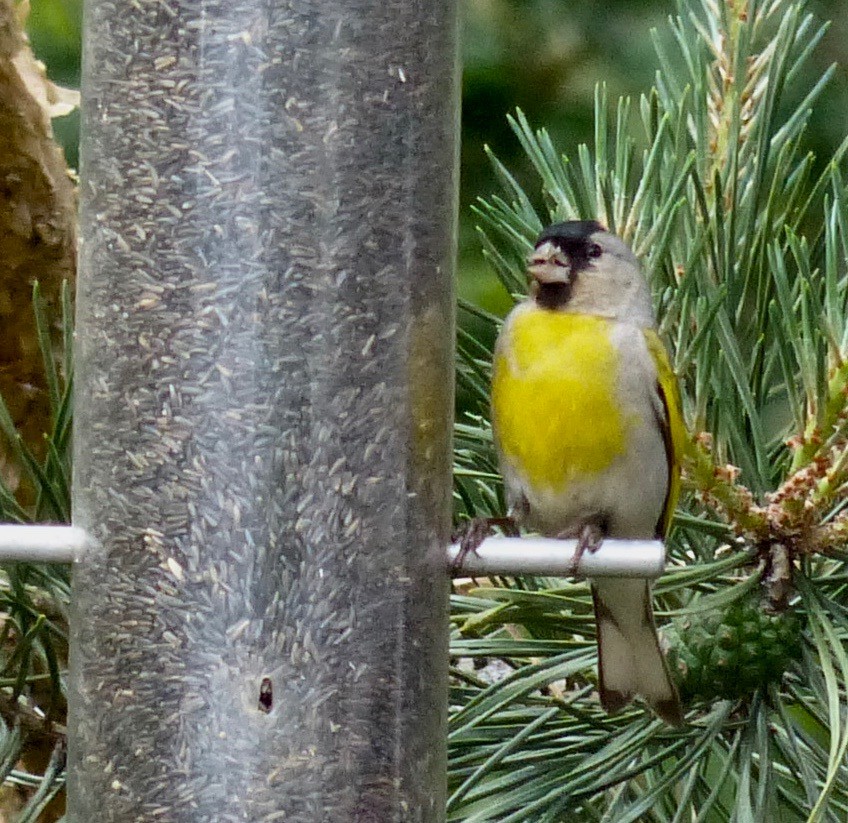 Lawrence's Goldfinch - ML61176321