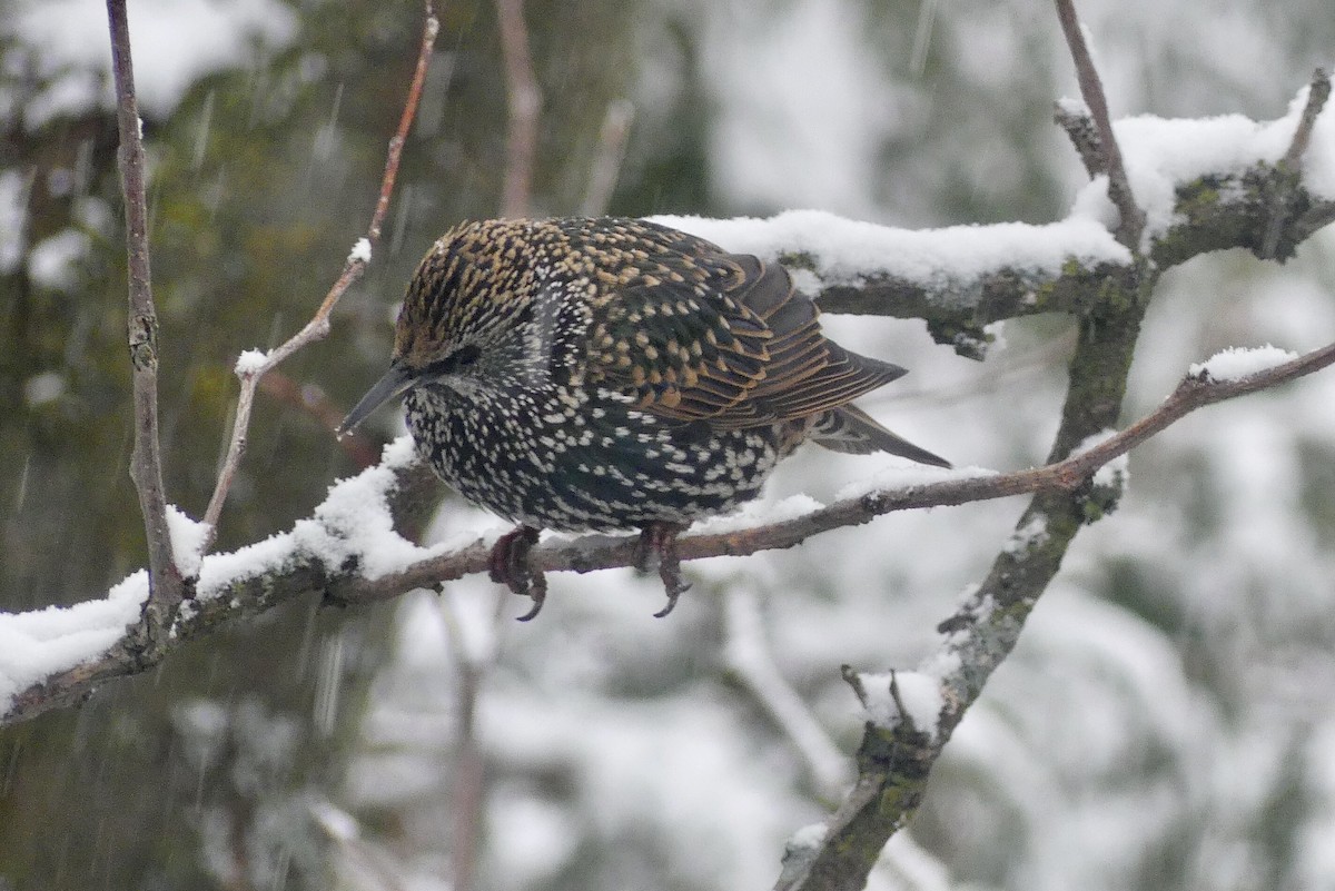 European Starling - ML611763281