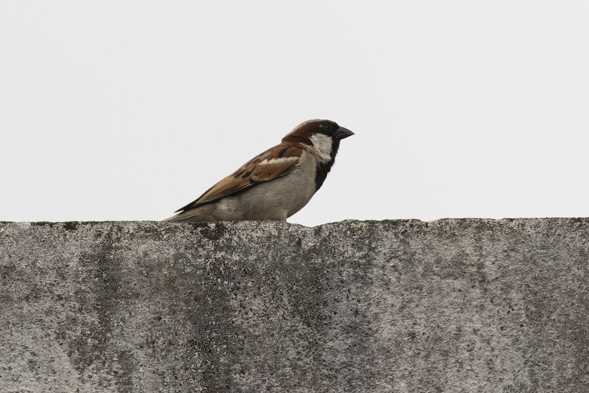 House Sparrow - ML611763817