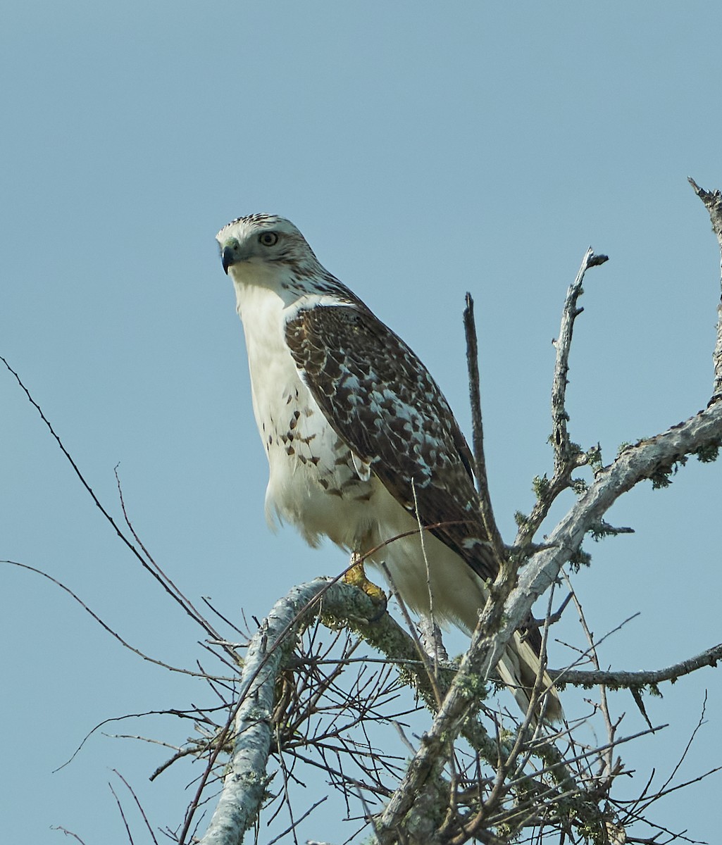 Red-tailed Hawk (Krider's) - ML611763848