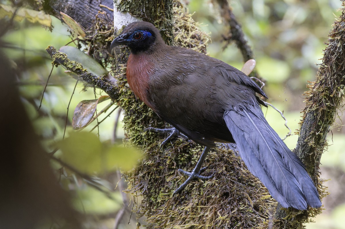 Red-breasted Coua - Michael Todd