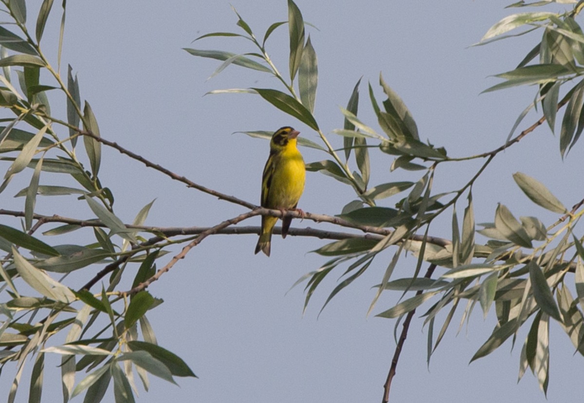 Yellow-breasted Greenfinch - ML611764325