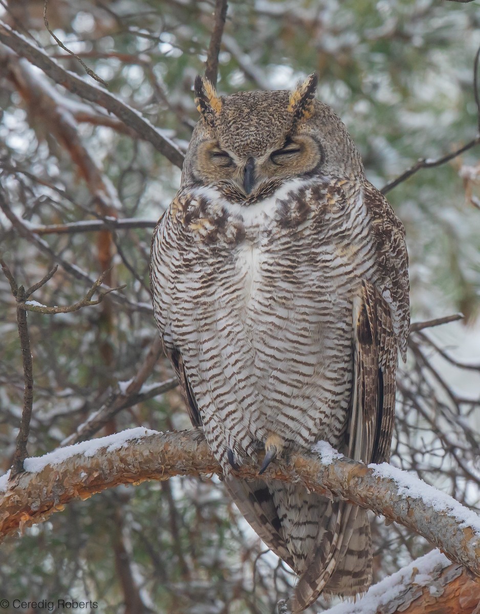 Great Horned Owl - ML611764696
