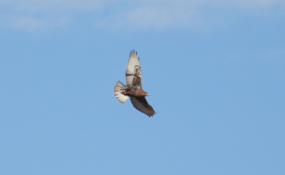 Buteo sp. - ML611764892