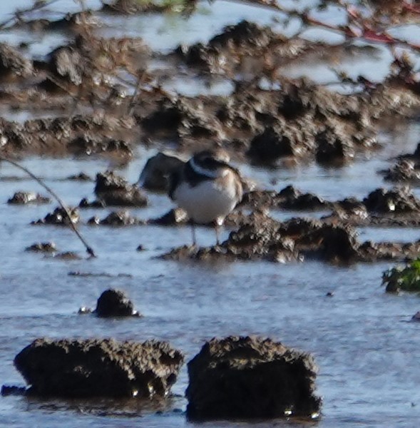 Semipalmated Plover - ML611764931