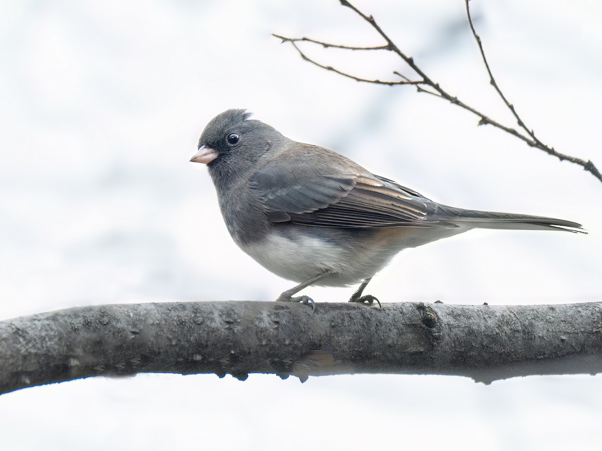 Dark-eyed Junco - ML611765507