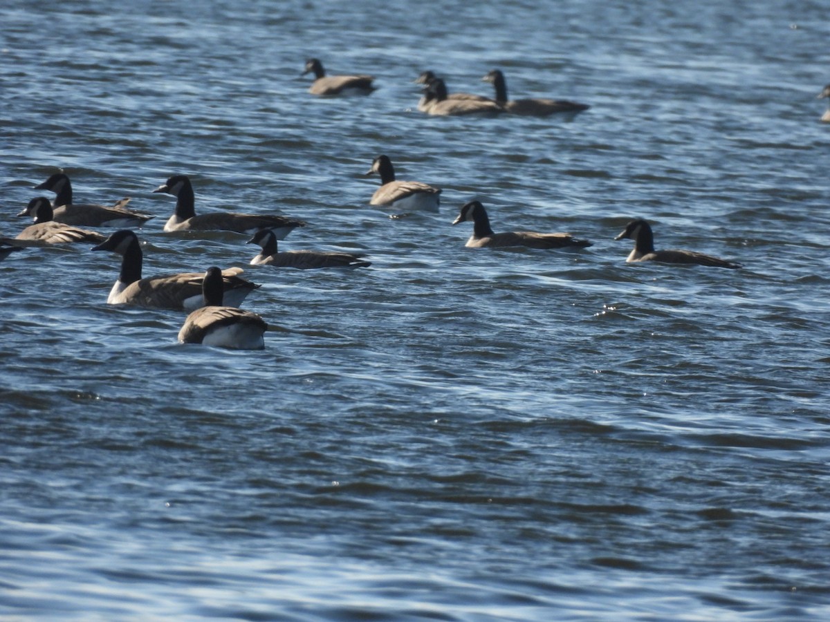 Cackling Goose - ML611765536