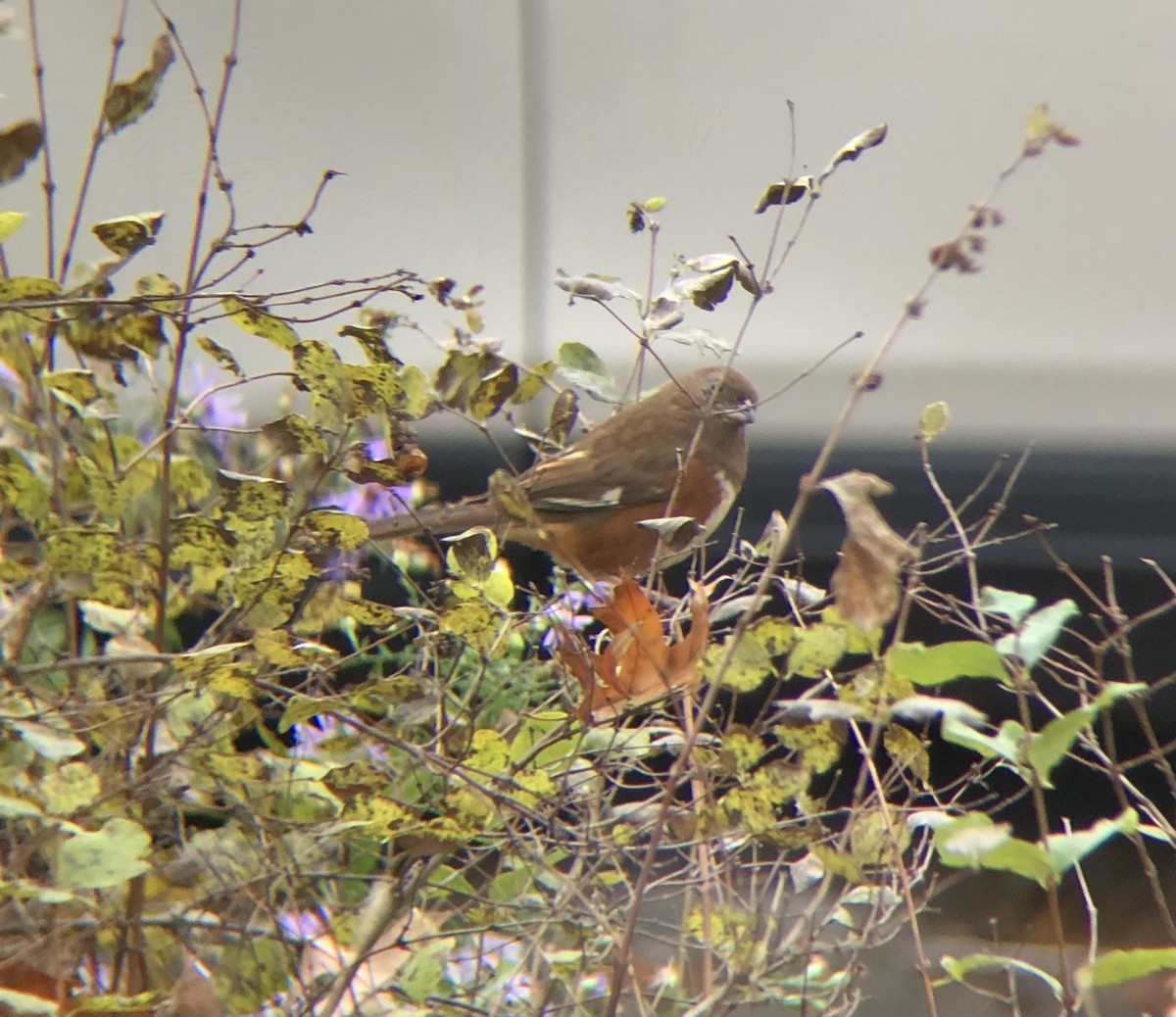 eBird Checklist - 1 Dec 2023 - Owls Head Park - 16 species (+1 other taxa)