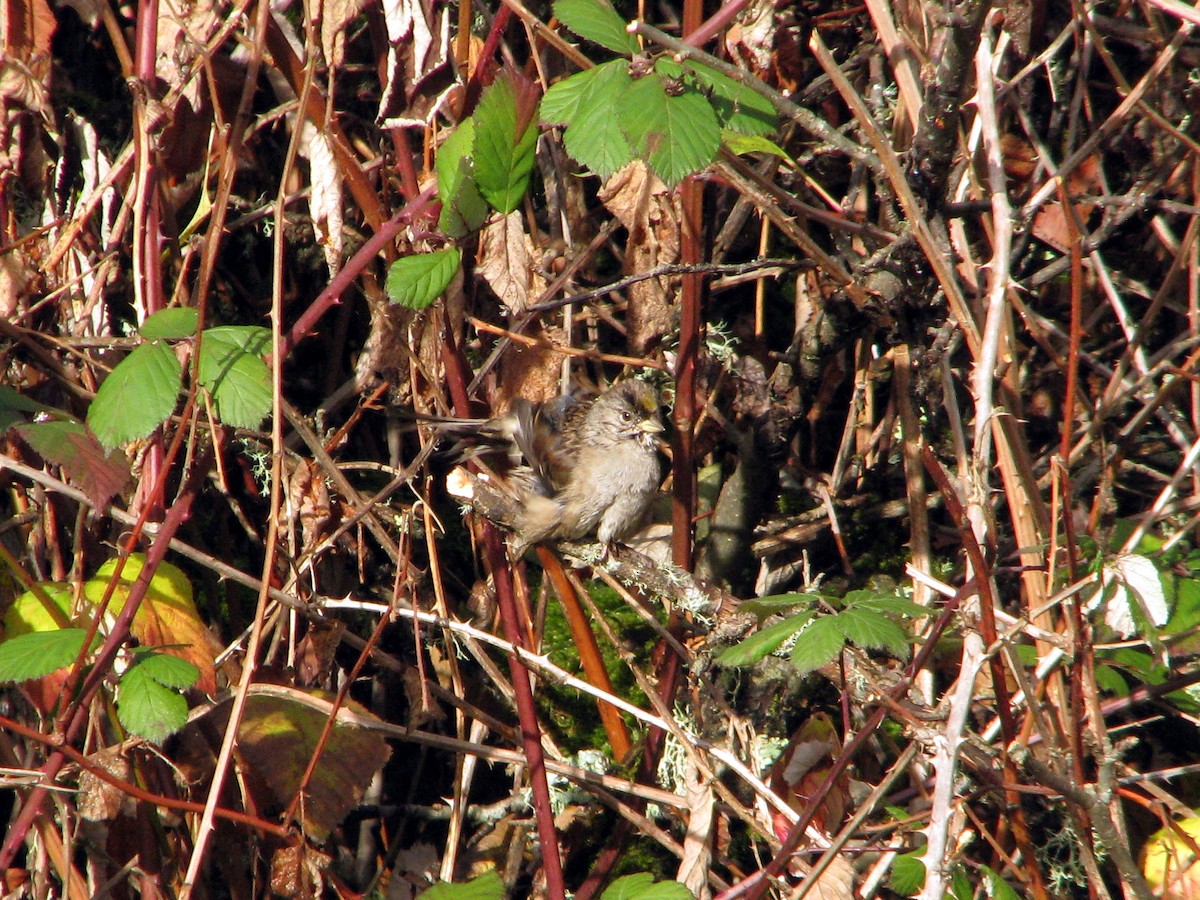 Golden-crowned Sparrow - ML611765949