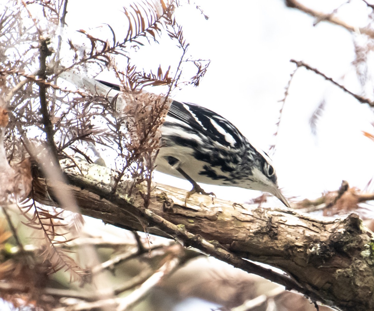 Black-and-white Warbler - ML611766229