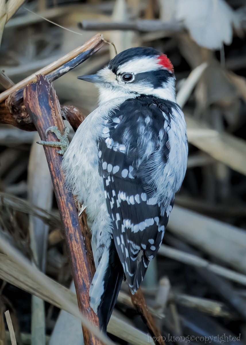 Downy Woodpecker - ML611766283