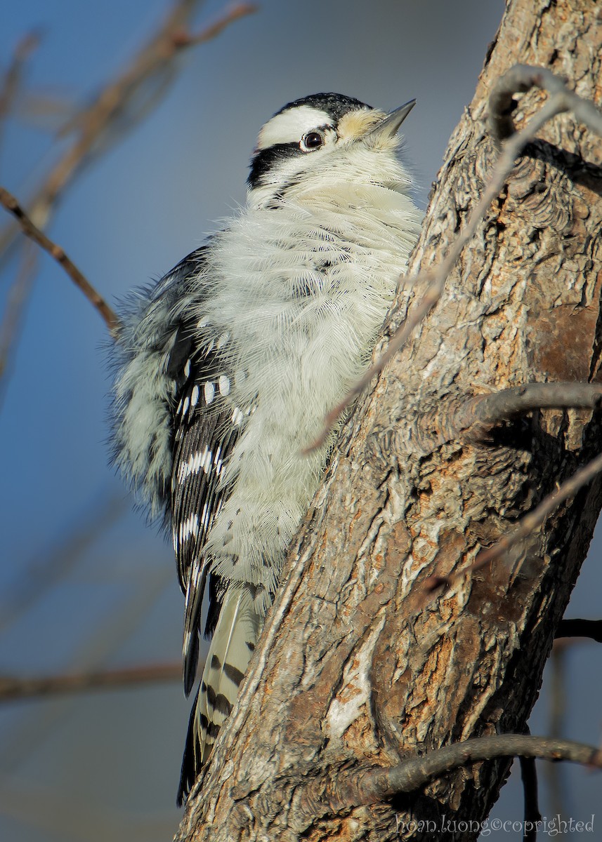 Downy Woodpecker - ML611766284