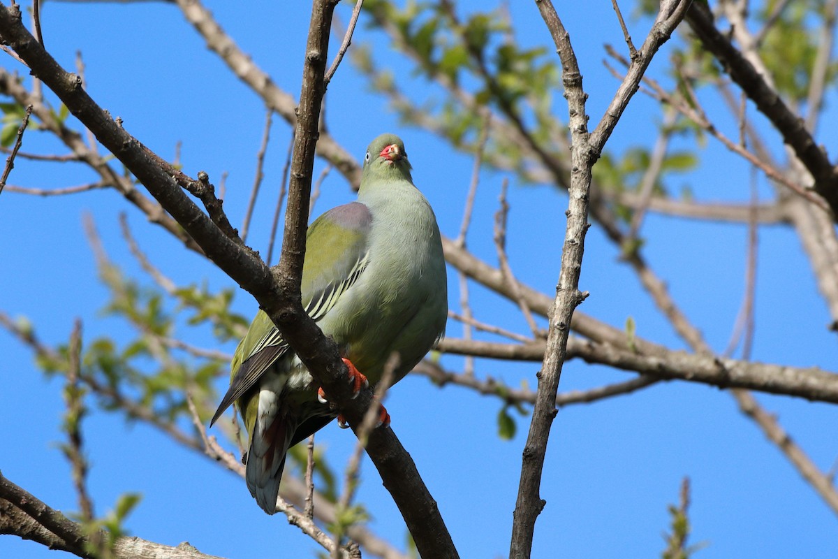 African Green-Pigeon (Gray-breasted) - ML611766372