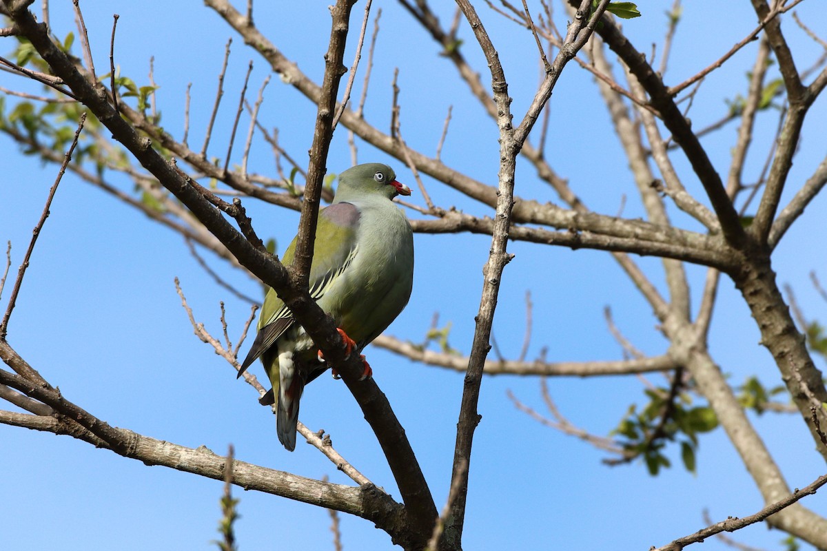 African Green-Pigeon (Gray-breasted) - ML611766373