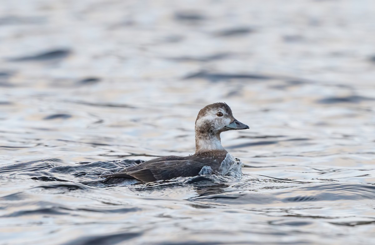 Long-tailed Duck - ML611766421