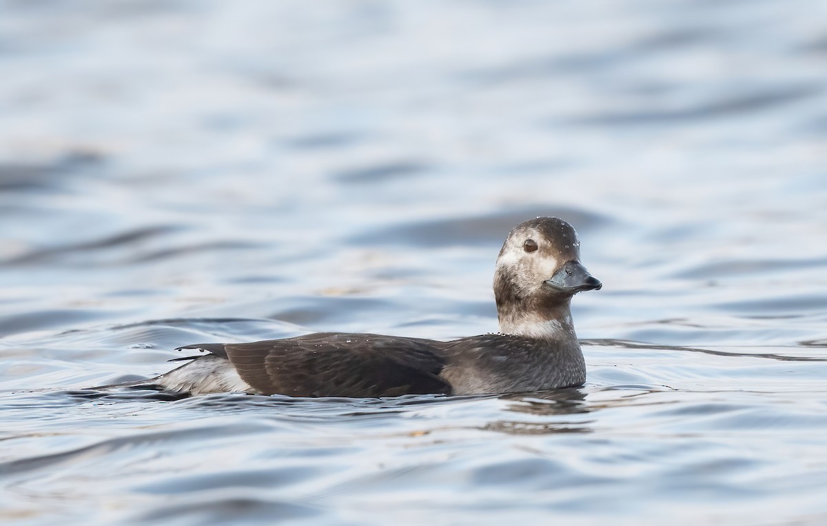 Long-tailed Duck - ML611766426