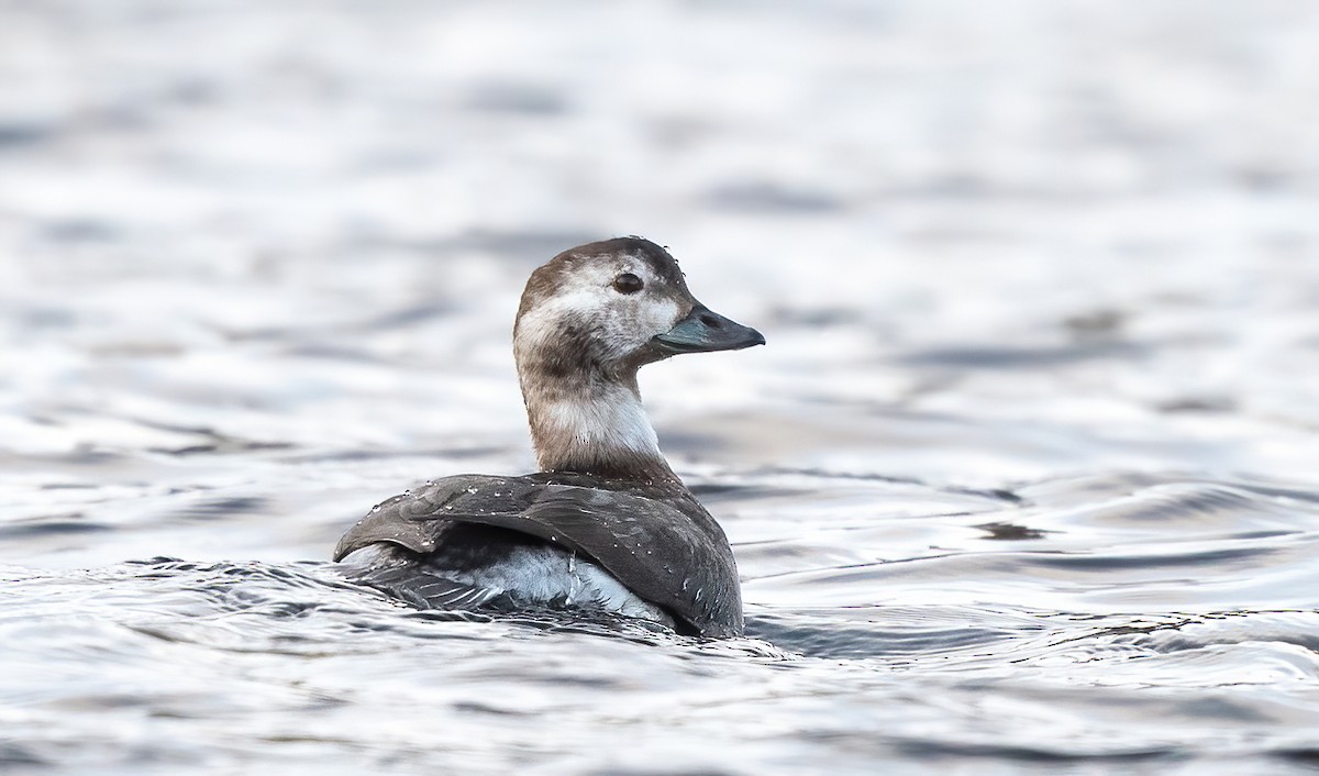 Long-tailed Duck - ML611766430