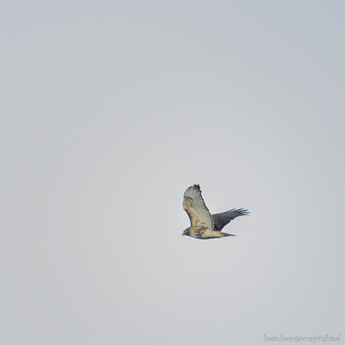 Red-tailed Hawk - ML611766535