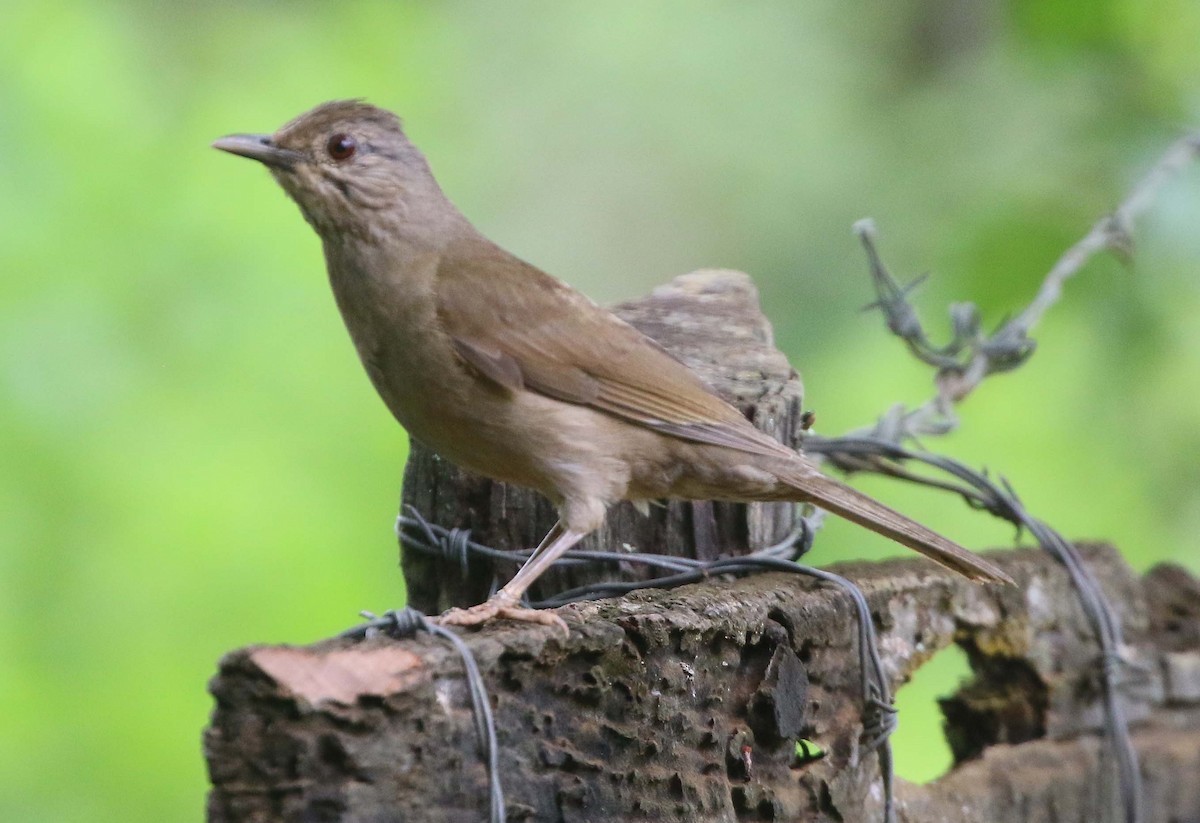 Pale-breasted Thrush - ML611766683
