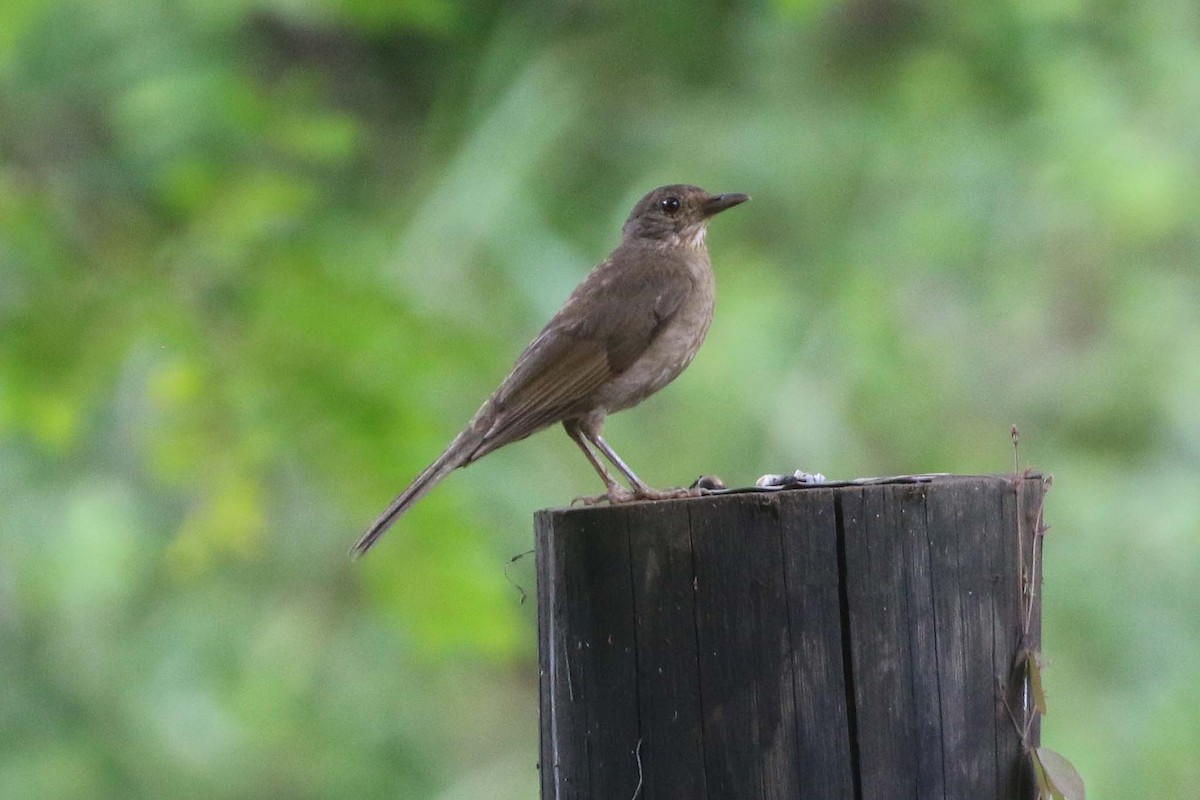 Pale-breasted Thrush - ML611766684