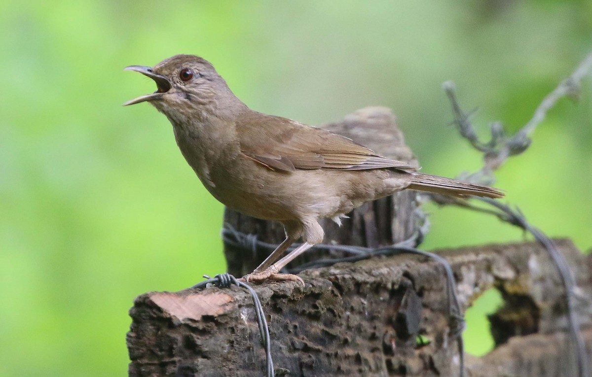 Pale-breasted Thrush - ML611766685