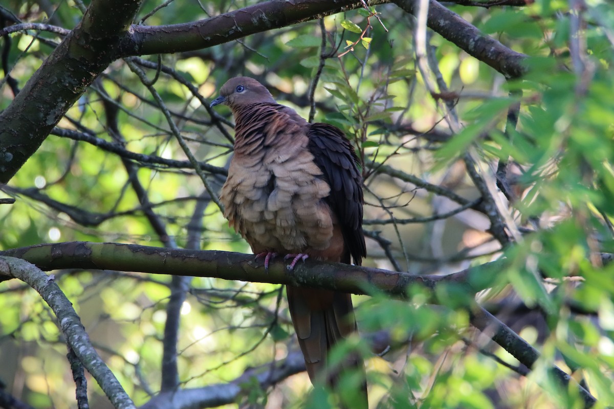 Brown Cuckoo-Dove - ML611766871