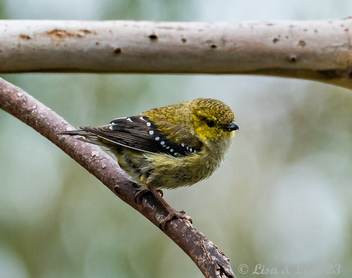 Forty-spotted Pardalote - ML611766958