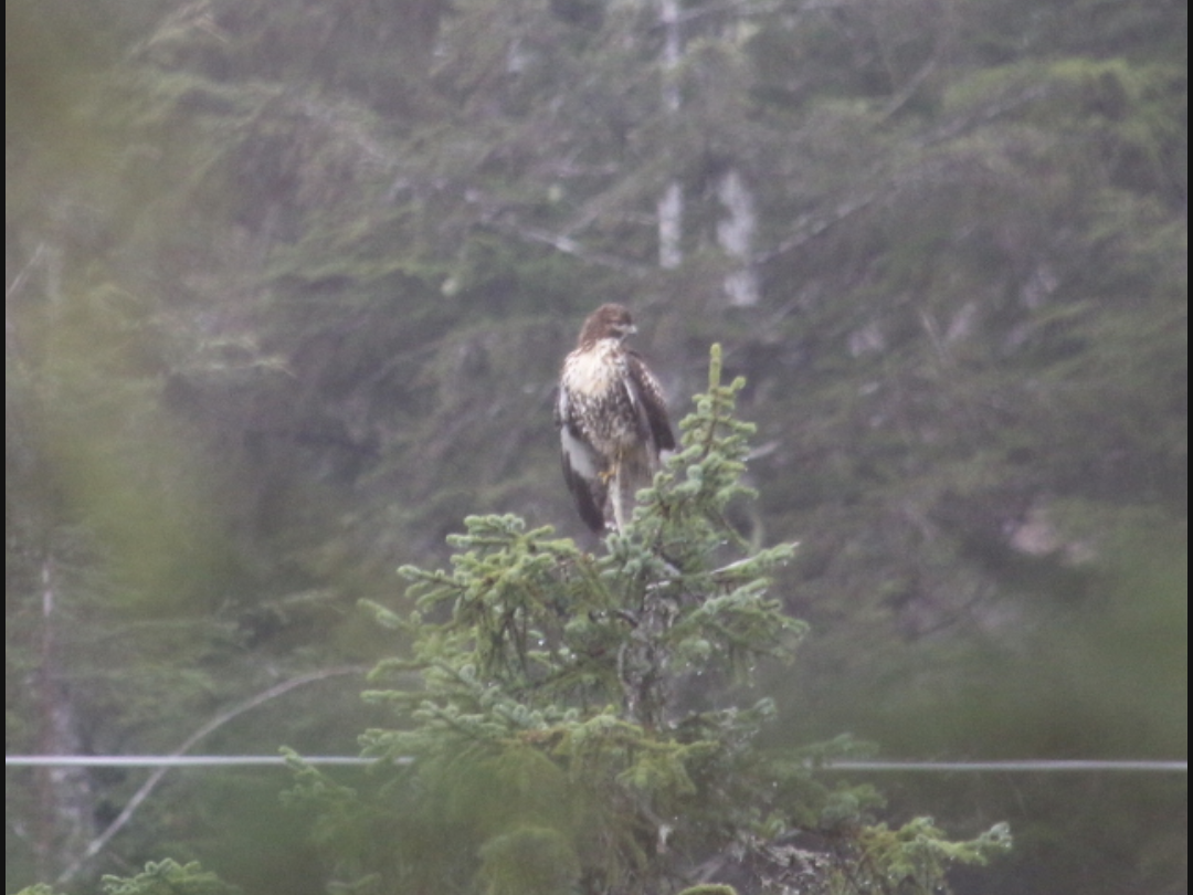 Red-tailed Hawk - ML611767171