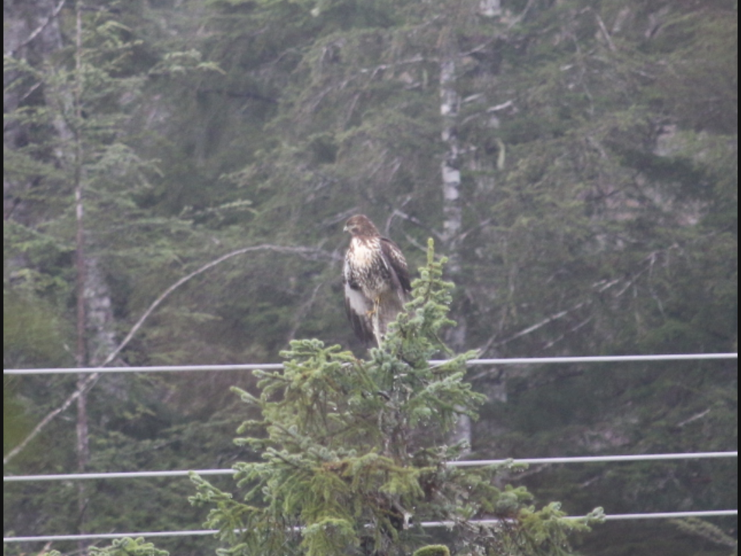 Red-tailed Hawk - ML611767172