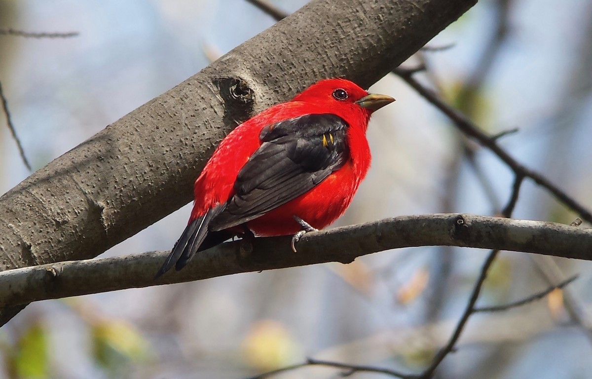 Scarlet Tanager - ML611767255