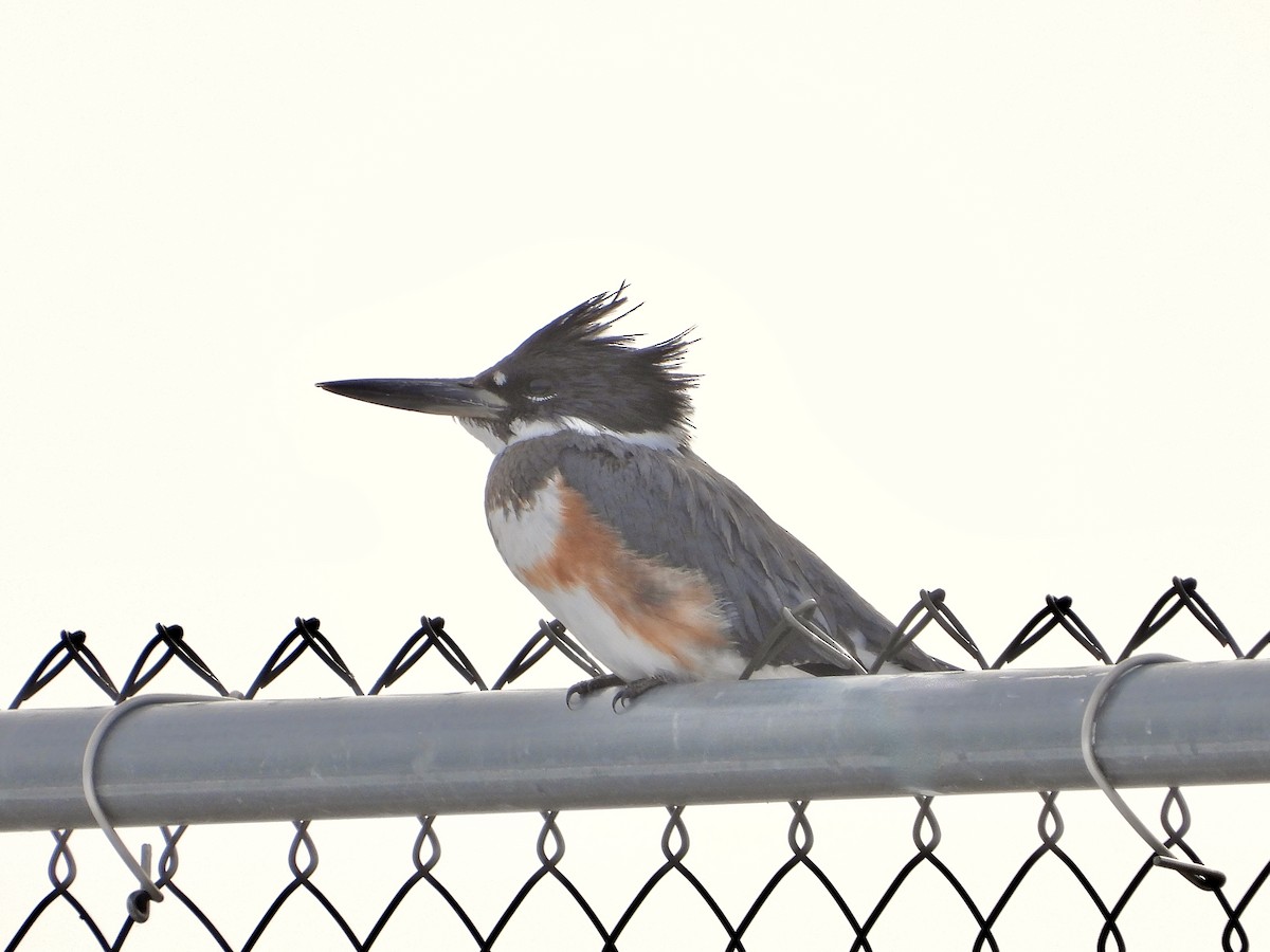 Belted Kingfisher - ML611767628