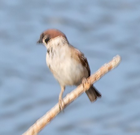 Eurasian Tree Sparrow - ML611767915