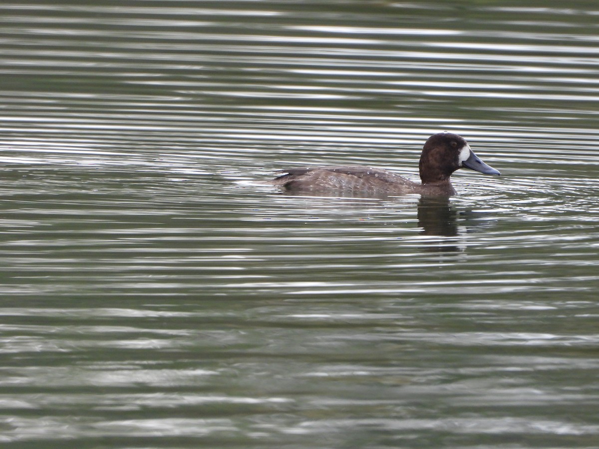 Greater Scaup - ML611768597