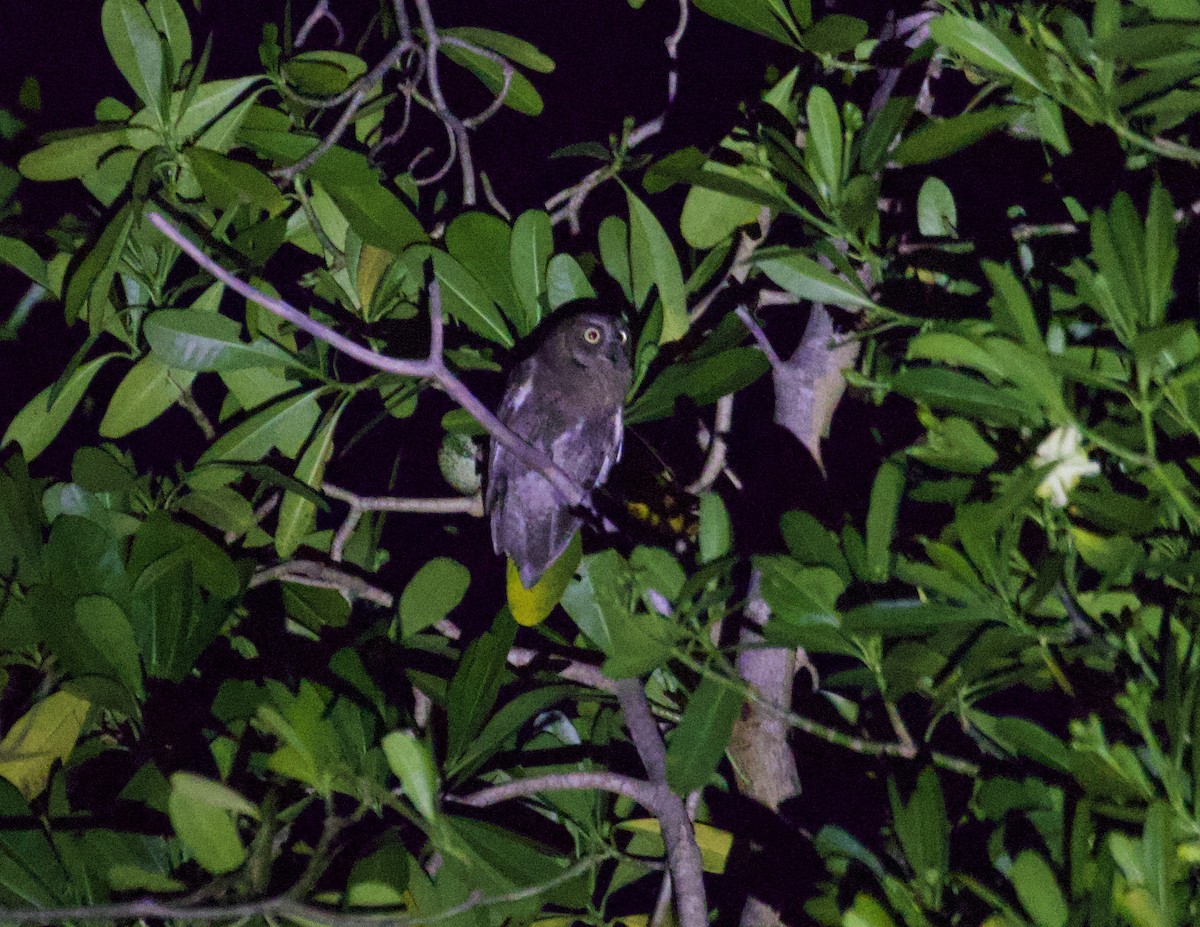 Madagascar Scops-Owl (Torotoroka) - Gary Brunvoll