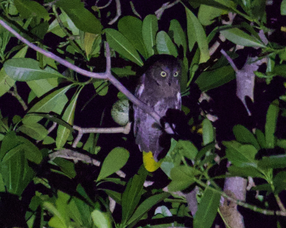 Madagascar Scops-Owl (Torotoroka) - ML611768779