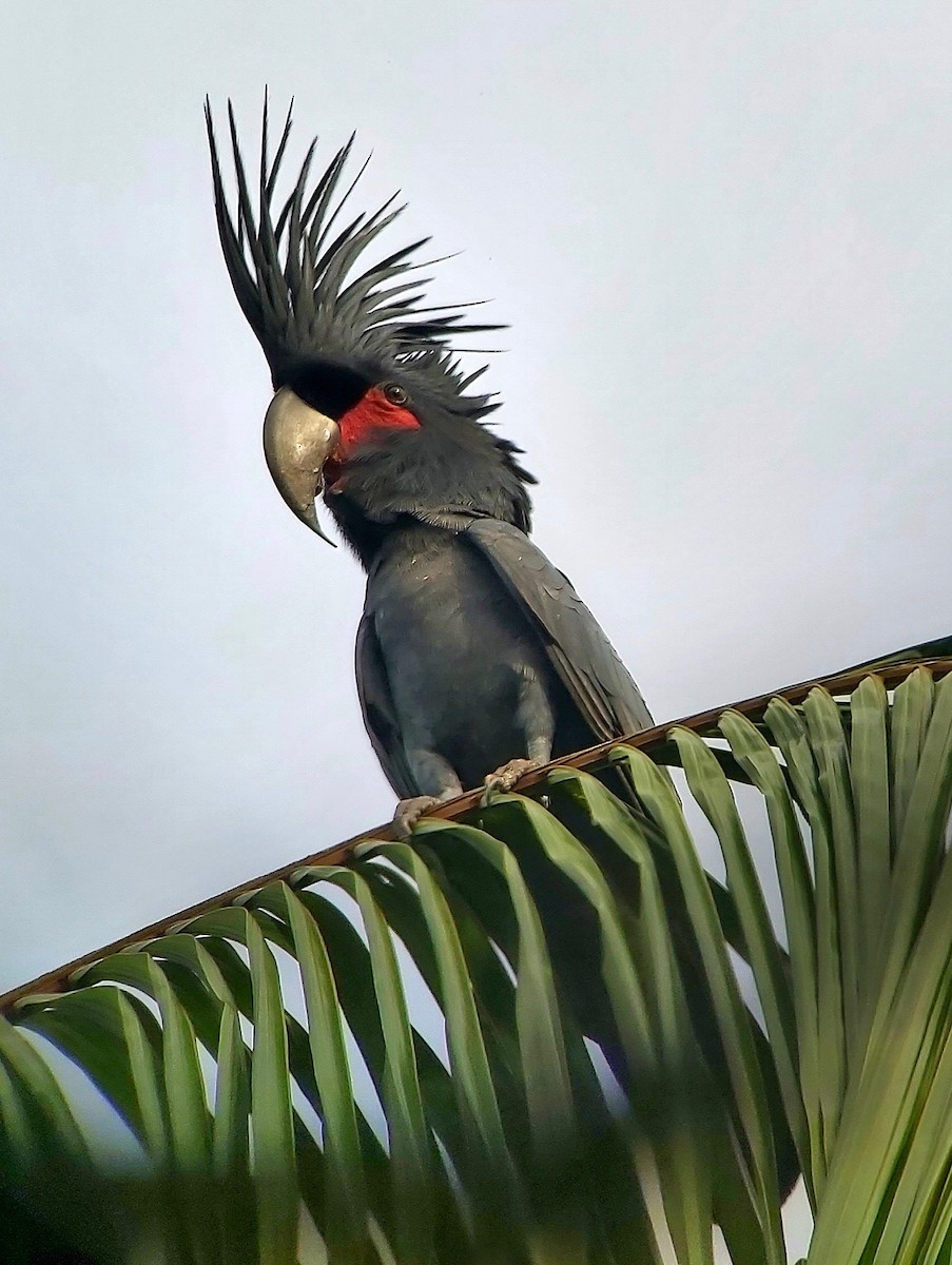 Palm Cockatoo - Jay VanderGaast