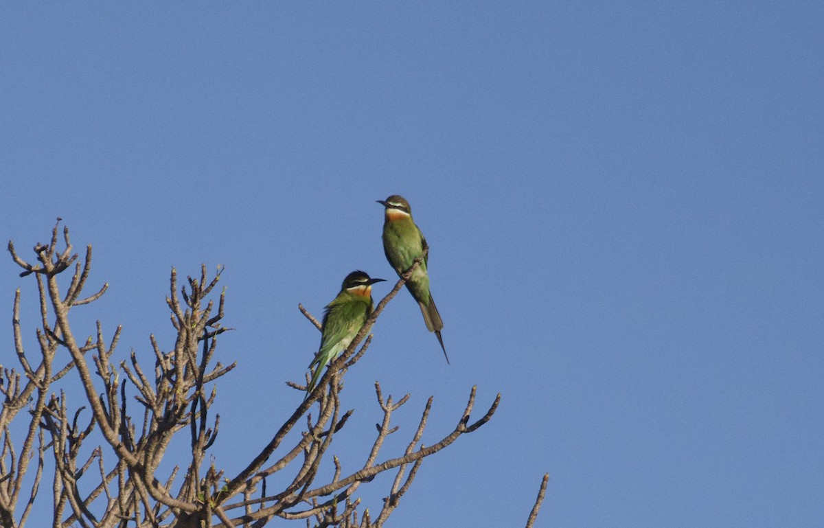 Madagascar Bee-eater - ML611768931